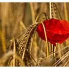 Leuchten im Kornfeld