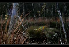 Leuchten im Moor