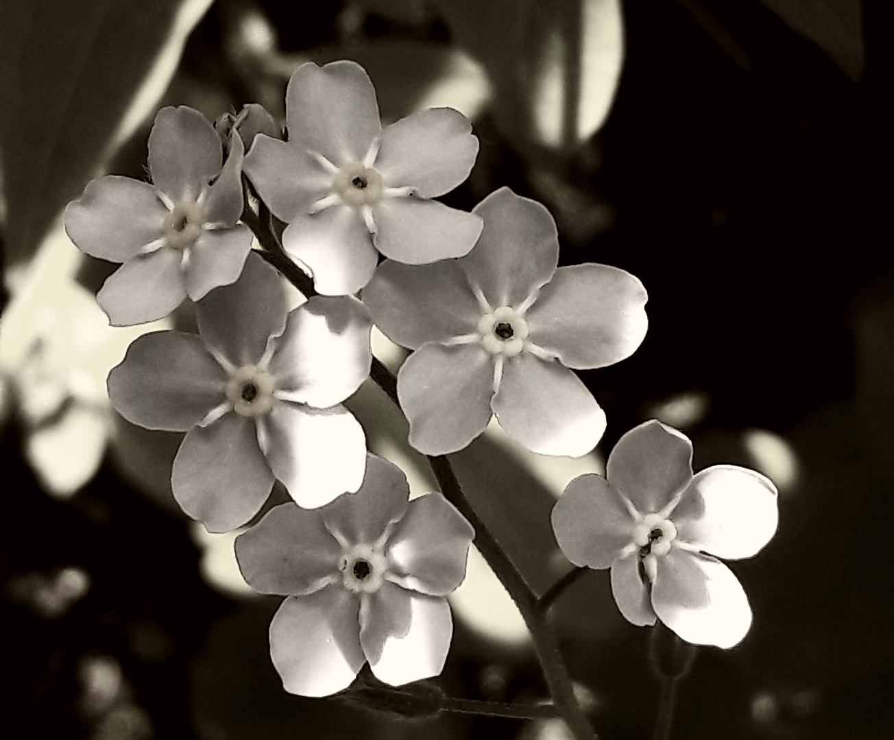 Leuchten im Schatten ... '19