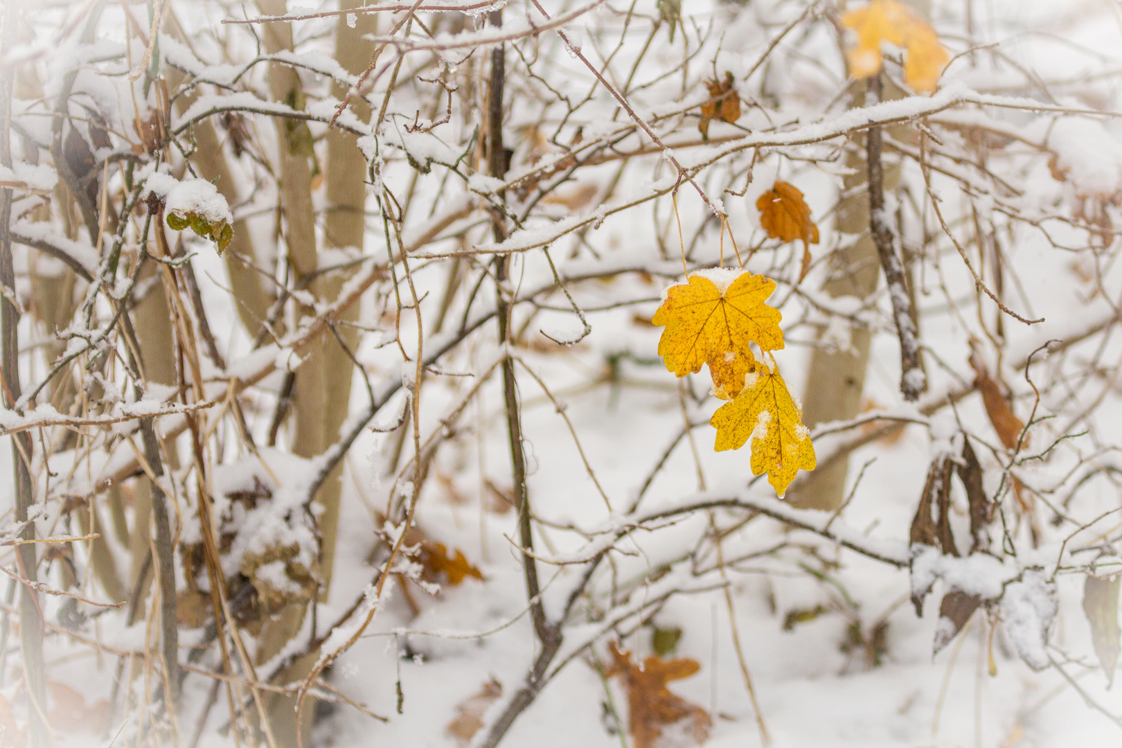 Leuchten im Schnee