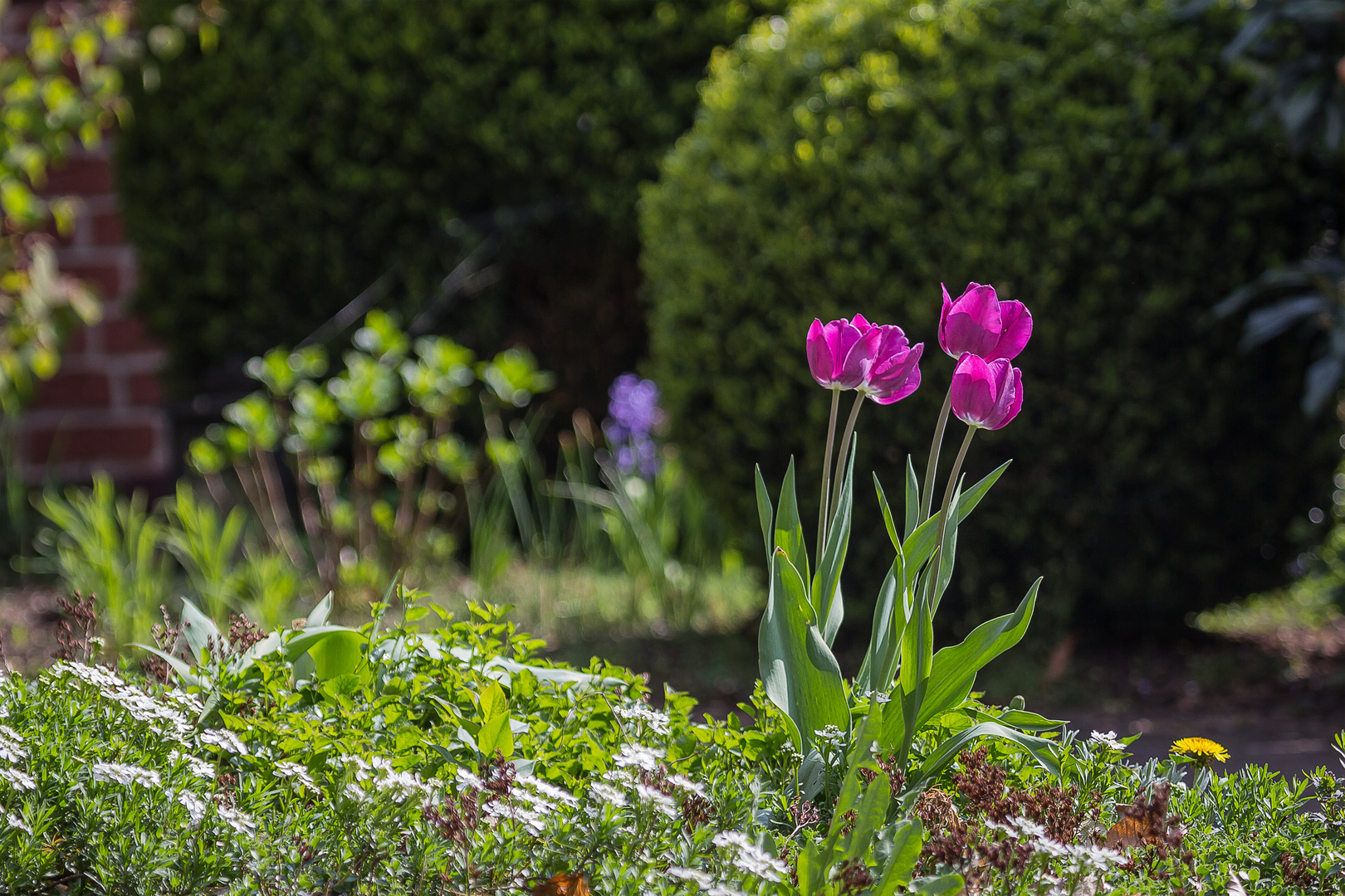Leuchten im Foto & Bild pflanzen, pilze & flechten, blüten