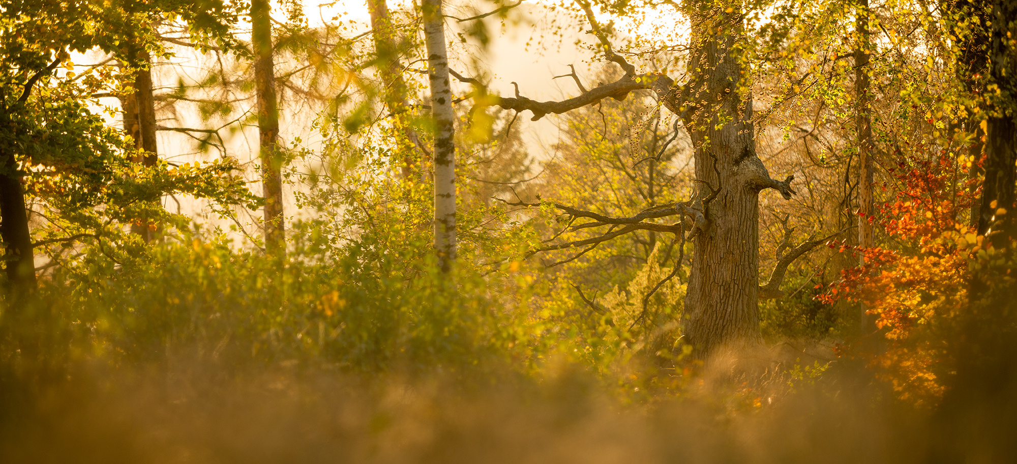 leuchten im Wald