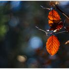 Leuchten im Wald