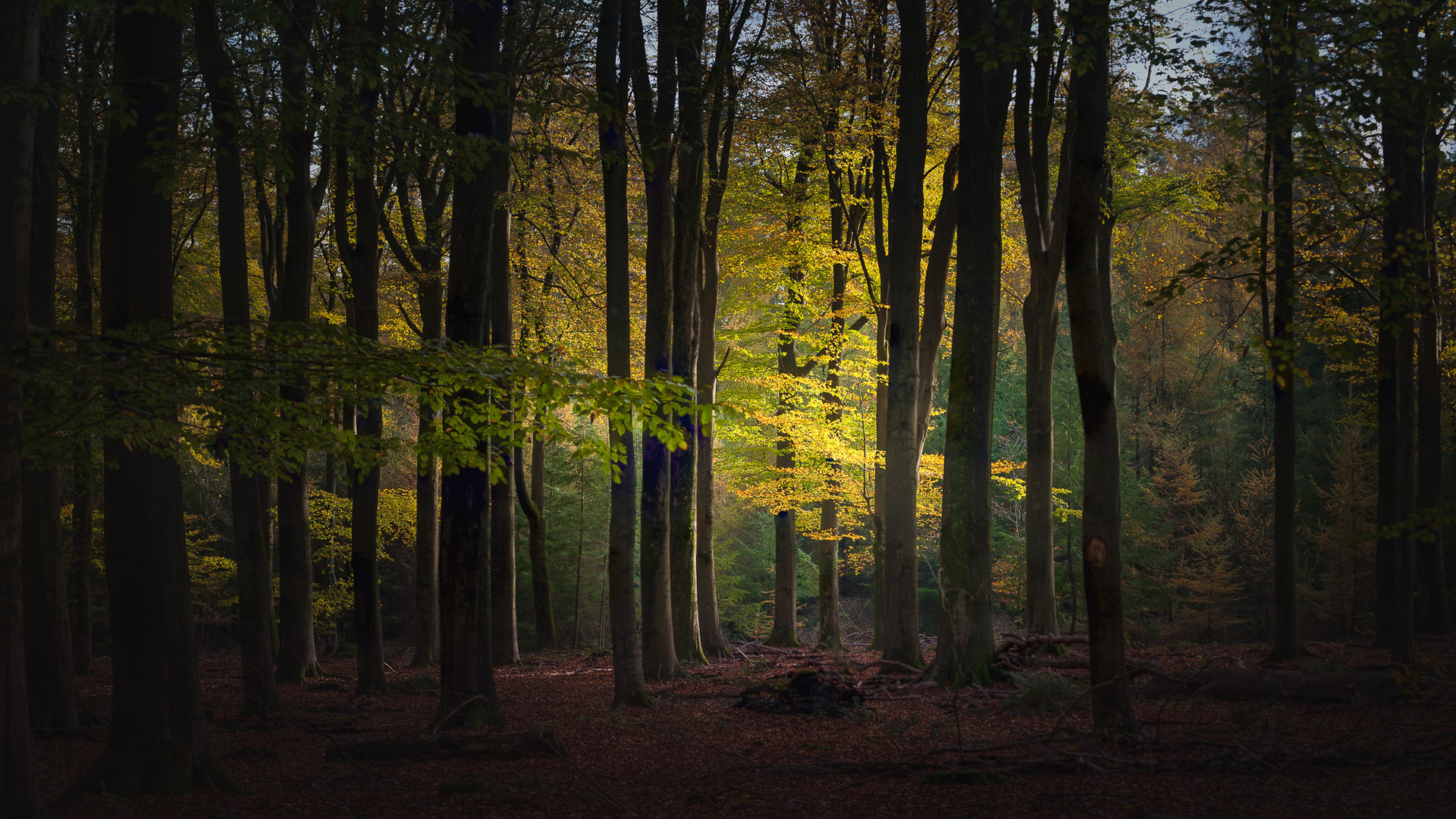 Leuchten im Wald