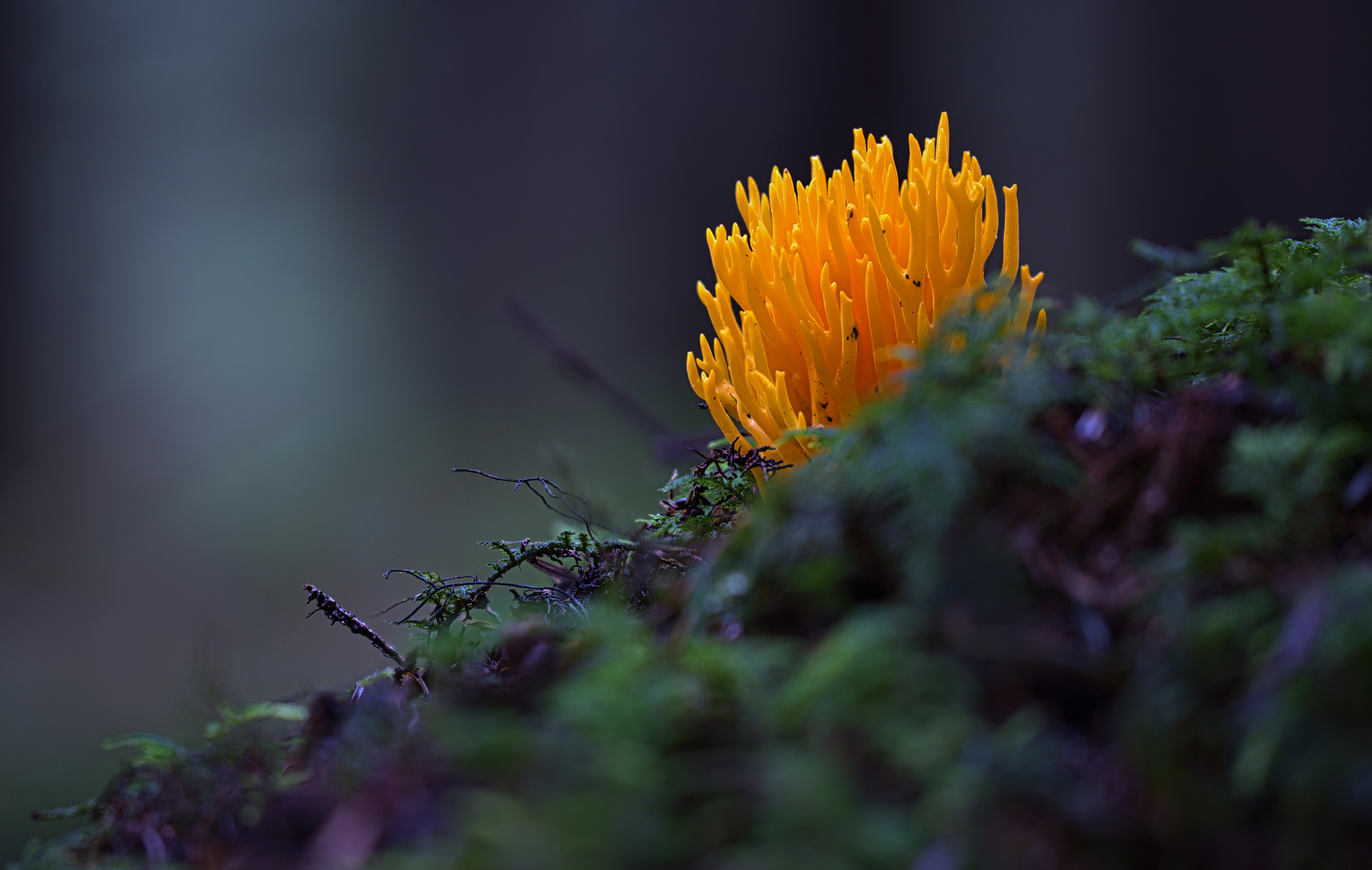 leuchten im Wald