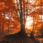 Leuchte(n) im Wald