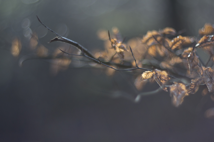 leuchten im Wald