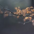 leuchten im Wald