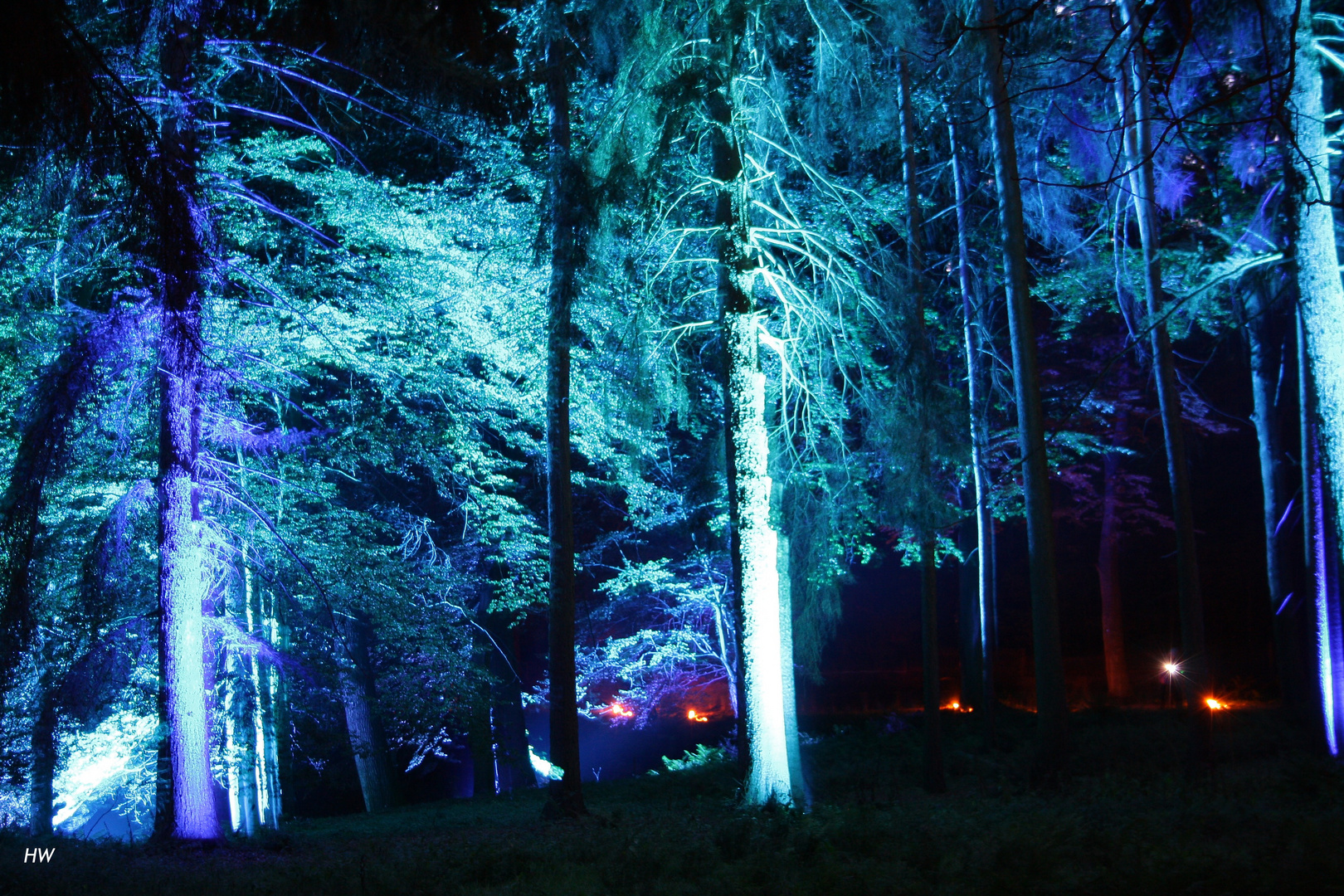 Leuchten im Wald
