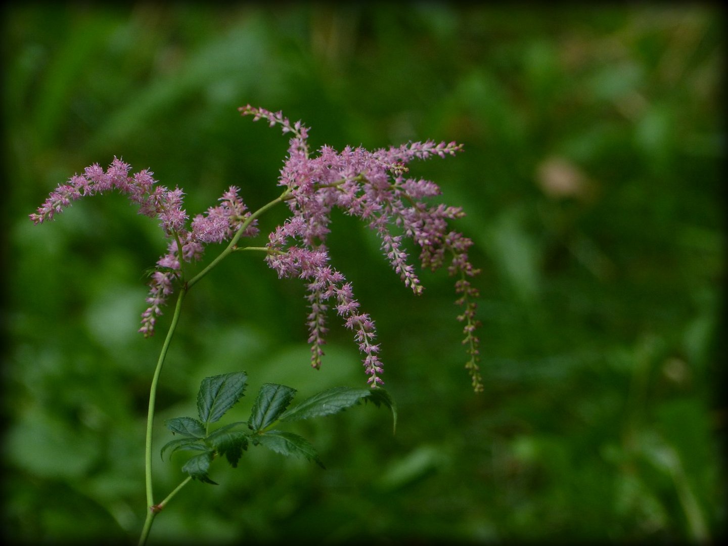 Leuchten im Wald