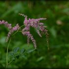 Leuchten im Wald