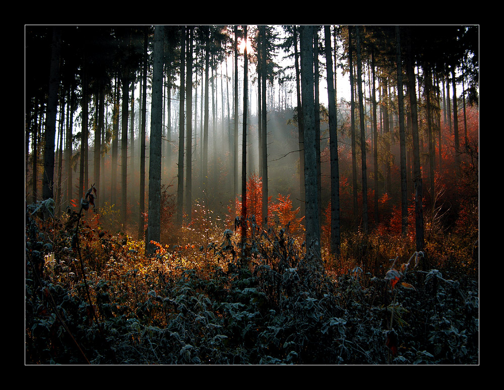 Leuchten im Wald