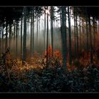 Leuchten im Wald