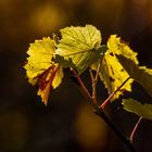 Leuchten im Weinberg