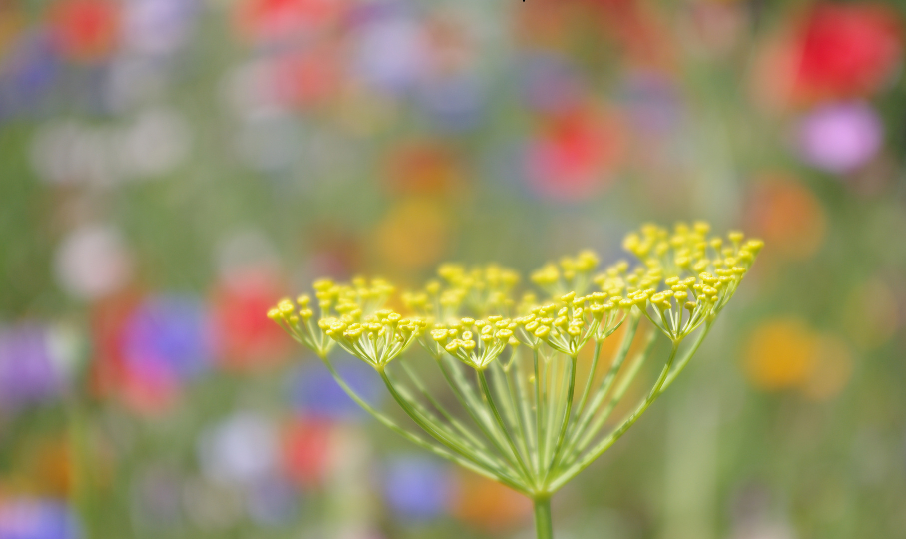 .........leuchten in den Farben des Sommers ~~~~~~