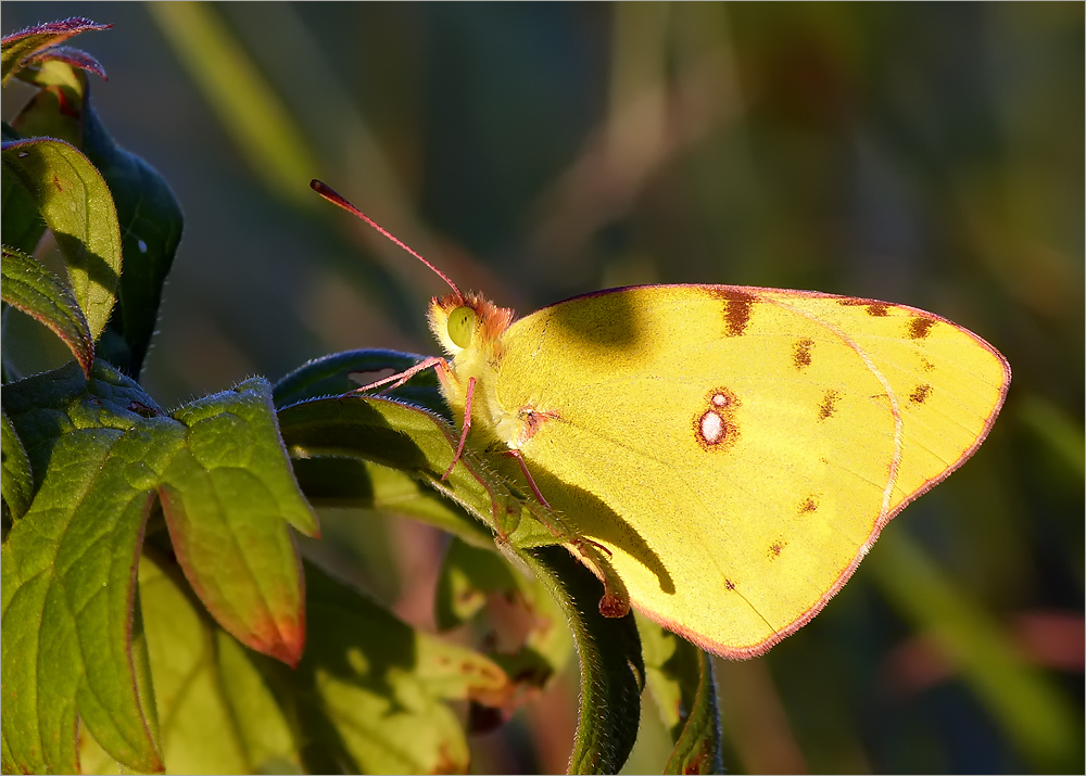 Leuchten in der Abendsonne