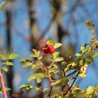 Leuchten in der Sonne