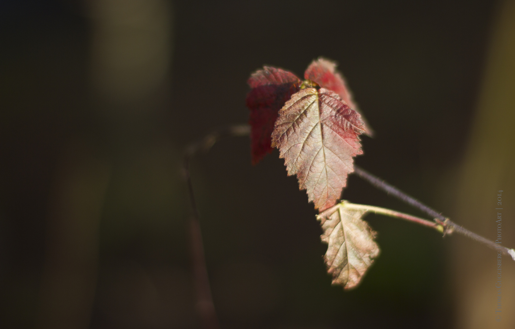 Leuchten in der Wintersonne