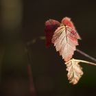 Leuchten in der Wintersonne