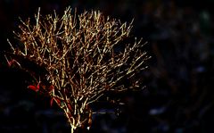 "Leuchten in Nachbars Garten"