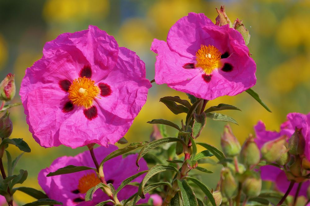 leuchten in PINK