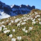 leuchten um die Wette