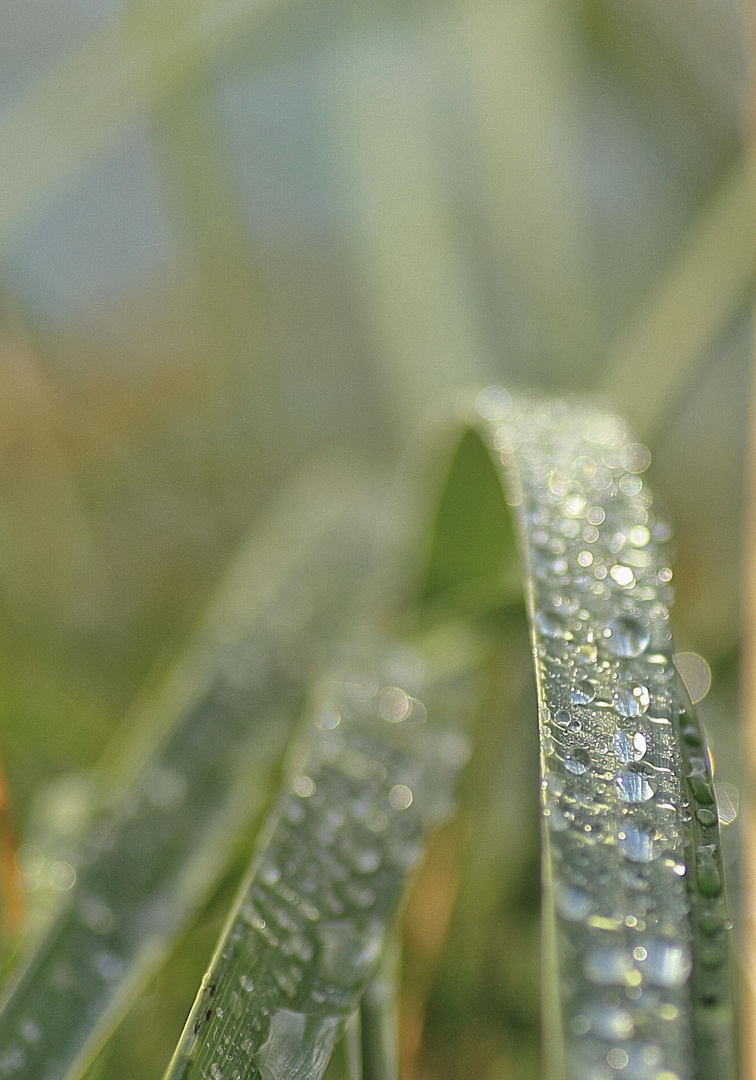 leuchten wie Diamanten