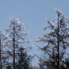 Leuchten wie ein Weihnachtsbaum