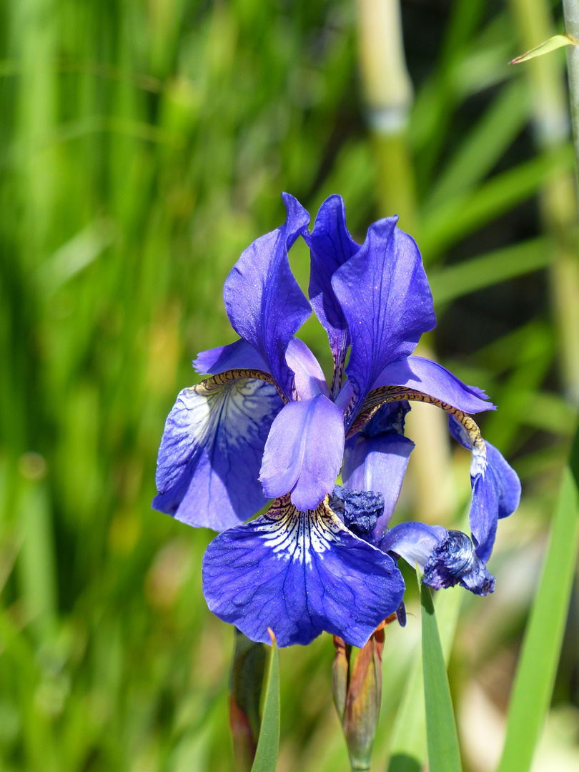 leuchtend blau