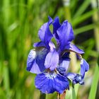 leuchtend blau