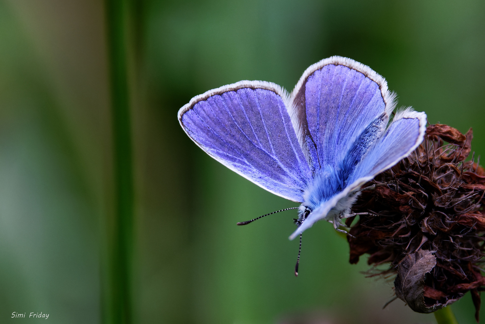 Leuchtend Blau