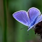 Leuchtend Blau