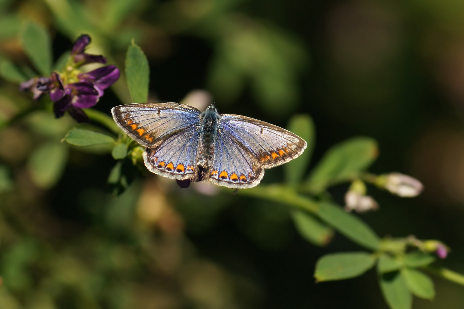 Leuchtend blau