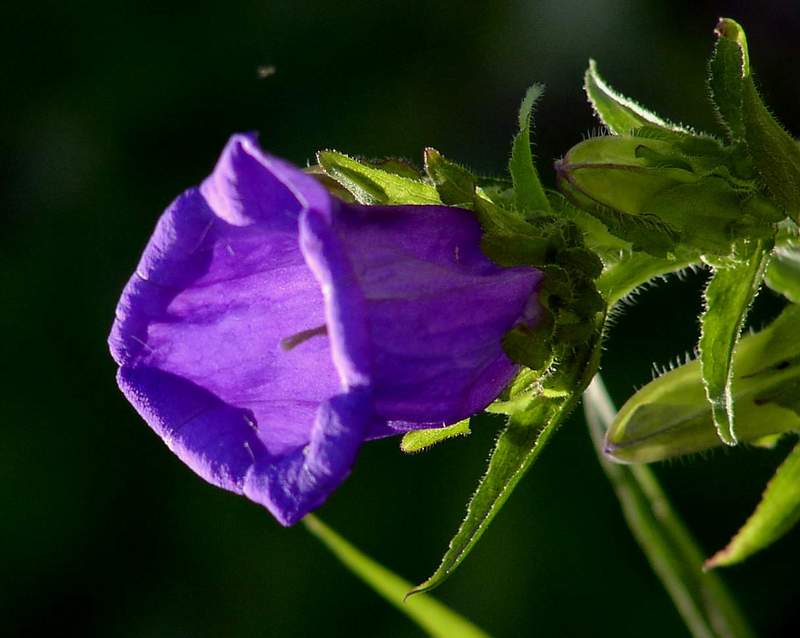 Leuchtend Blau