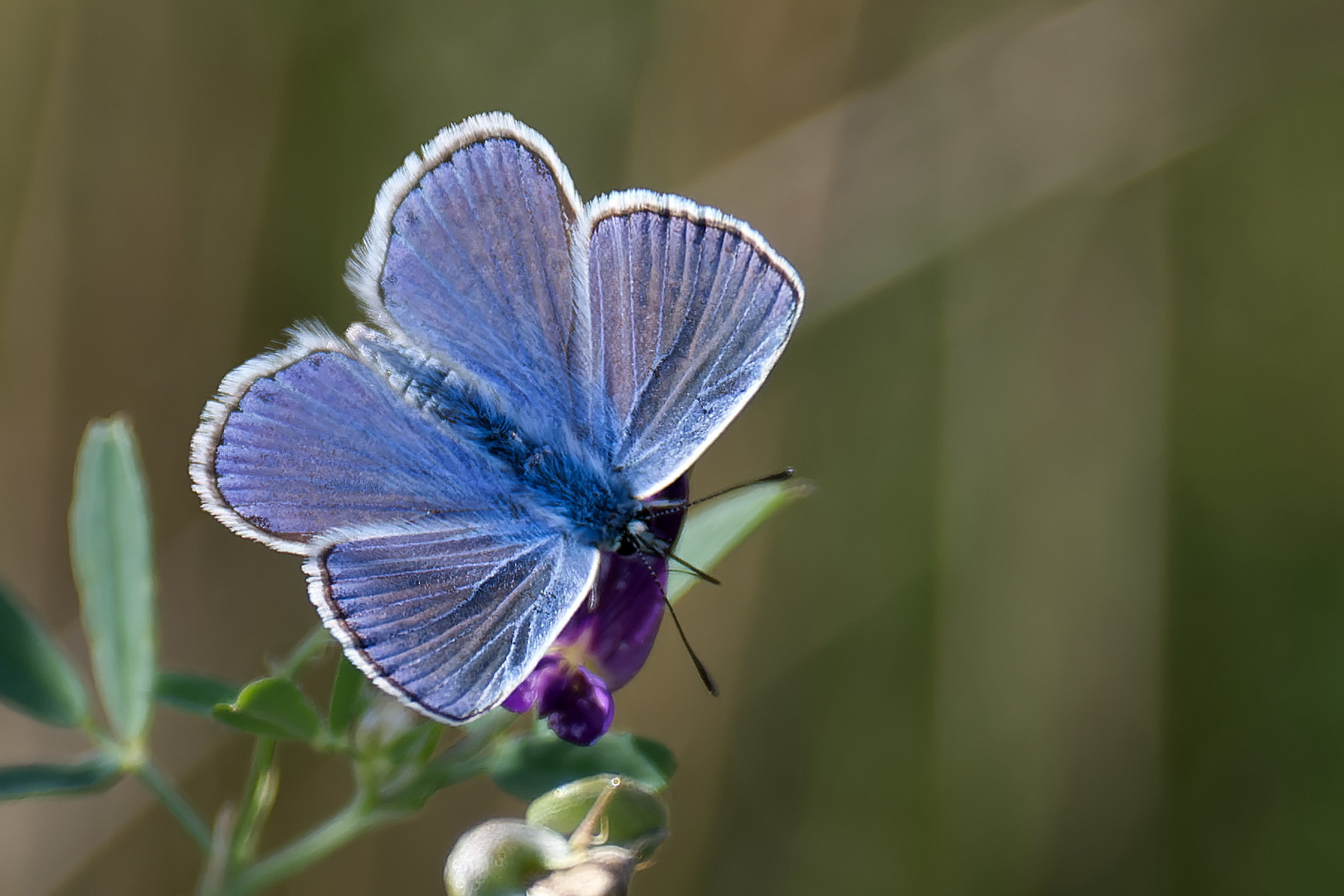 Leuchtend Blau