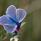 Leuchtend Blau