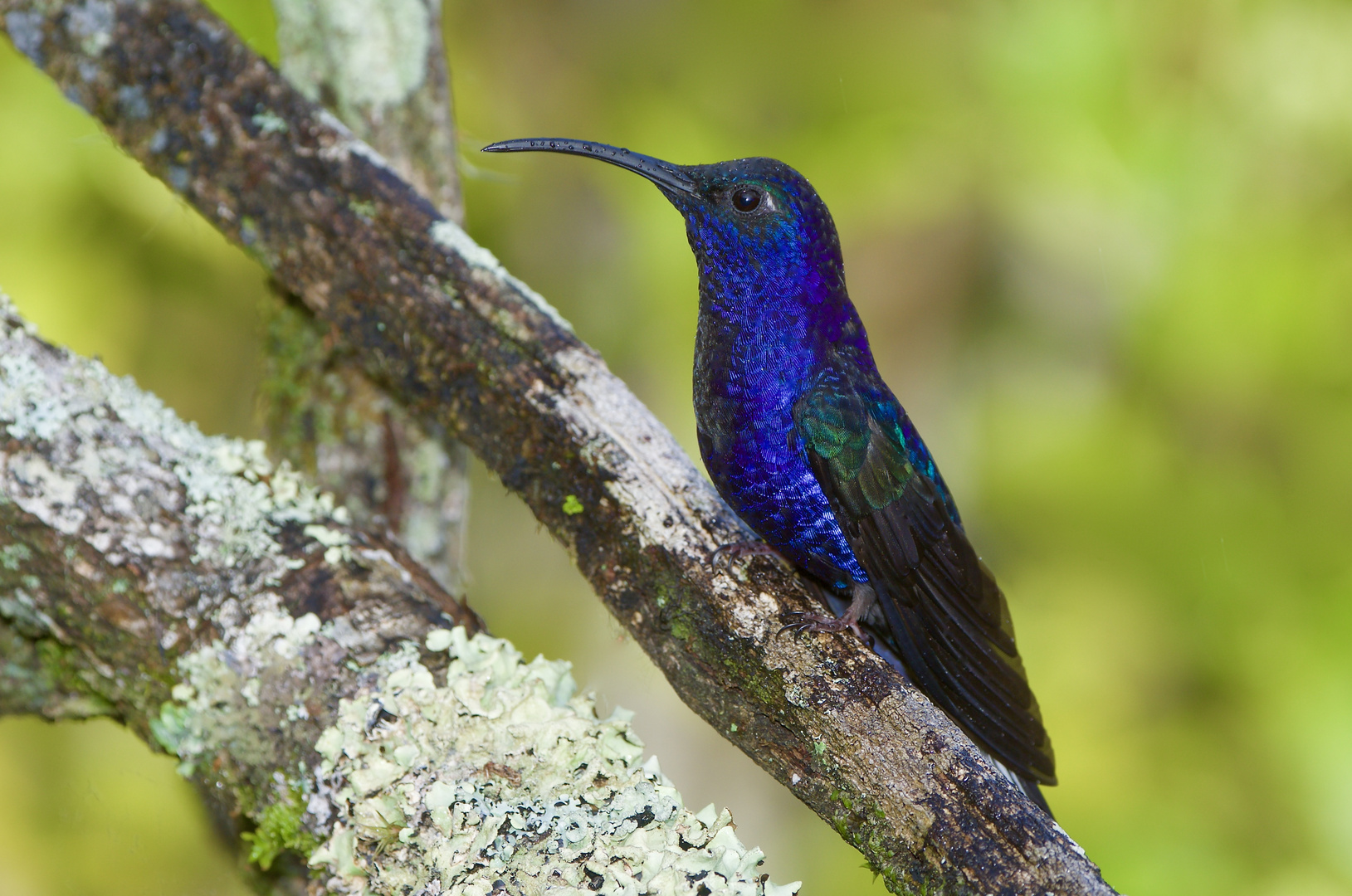 Leuchtend blau-im Nebelwald