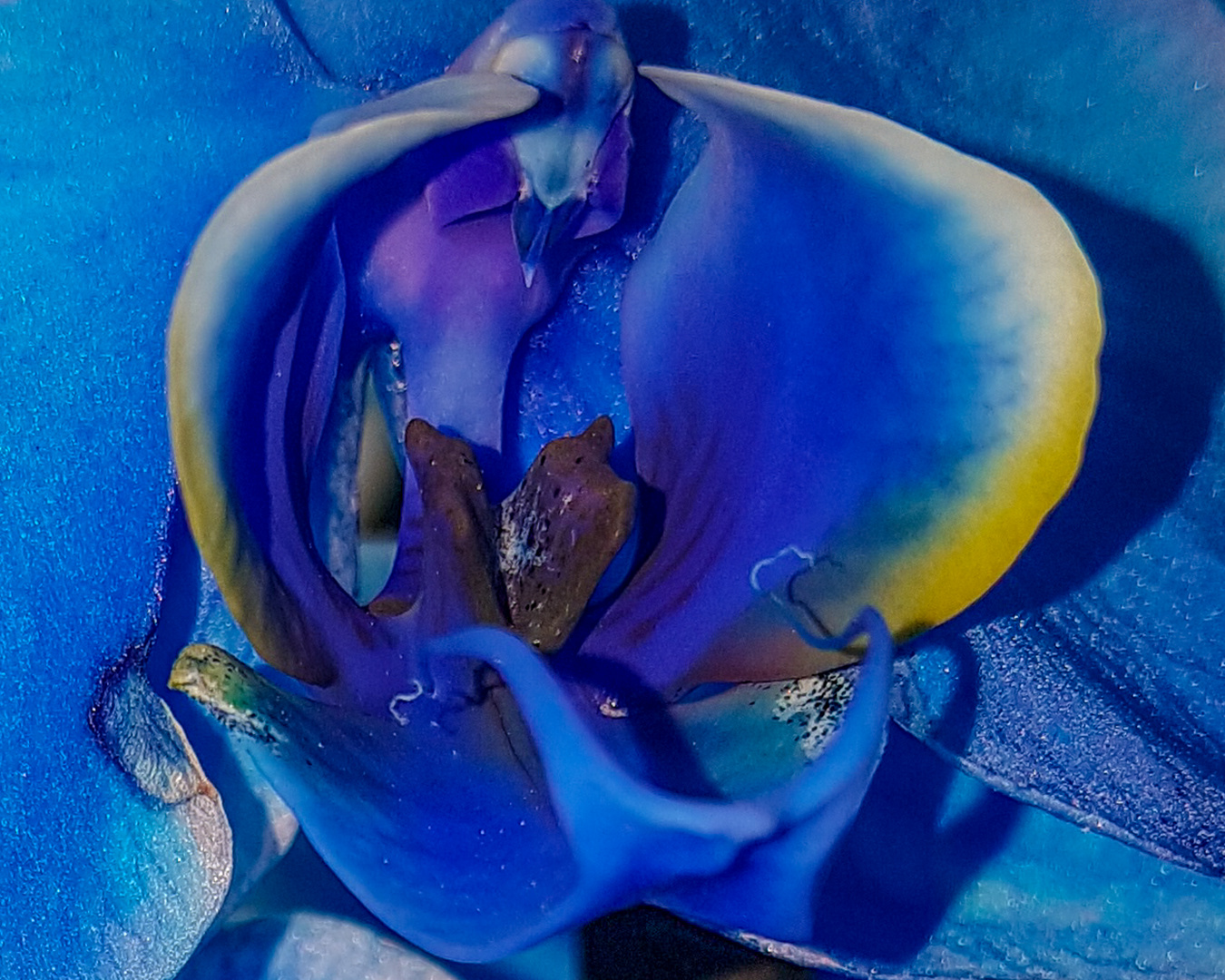 leuchtend Blaue Orchidee