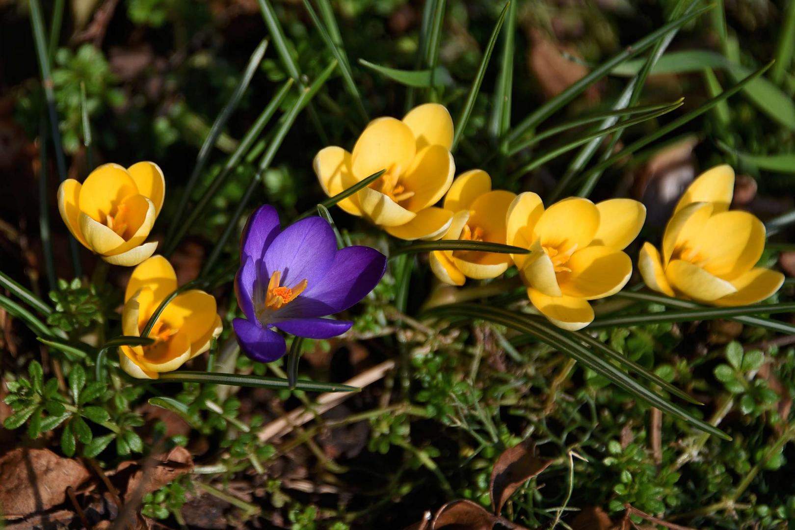 leuchtend bunte Mittwochsblümchen