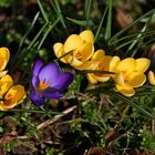 leuchtend bunte Mittwochsblümchen