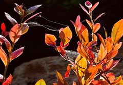 Leuchtend bunter Herbst