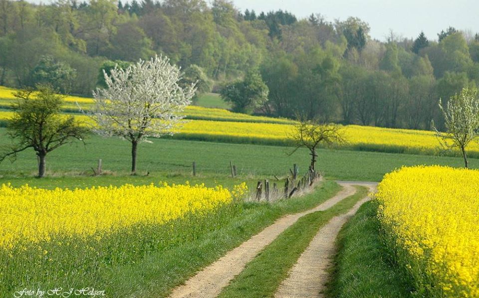 Leuchtend gelbe Felder..........