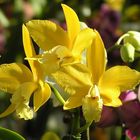 leuchtend gelbe Orchidee