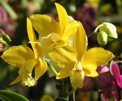 leuchtend gelbe Orchidee