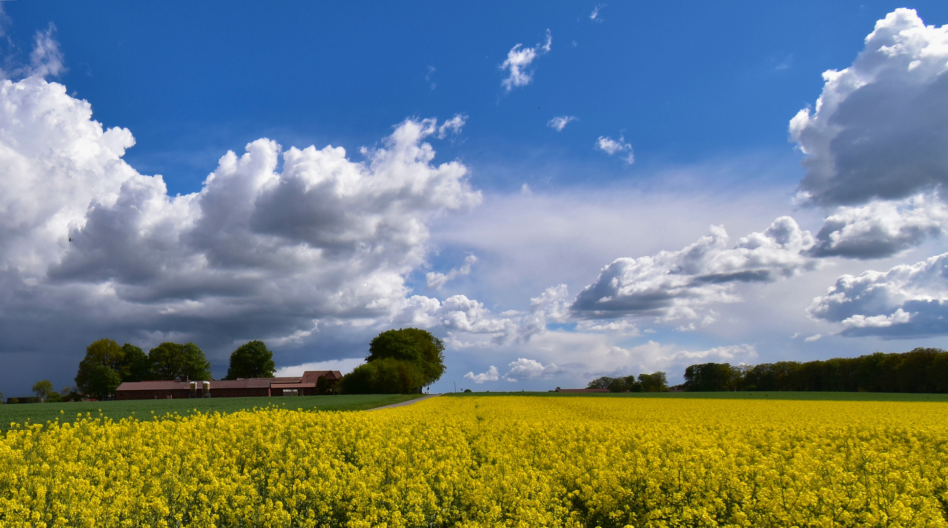 Leuchtend gelbes Rapsfeld nach Gewitter