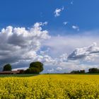 Leuchtend gelbes Rapsfeld nach Gewitter