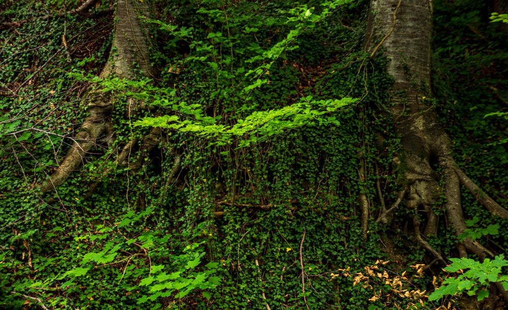 leuchtend Grün