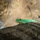 leuchtend gruener Gecko