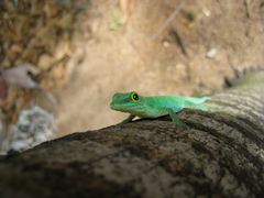 leuchtend gruener Gecko