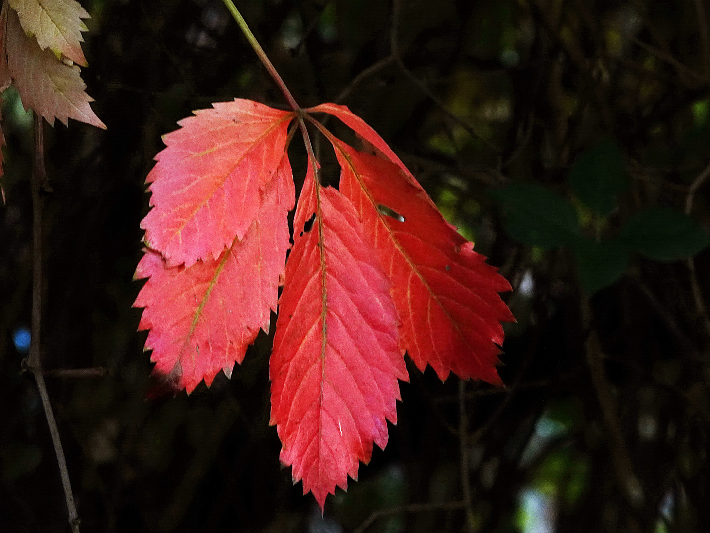 leuchtend herbstlich